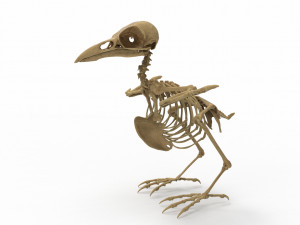 Raven skeleton 3D Model