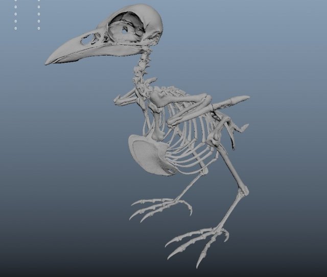 птицы cвободно 3D модели скачать - Free3D