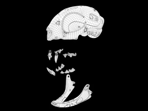 Model Cyborg Cat Skull 3D Model