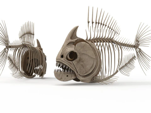 Piranha fish skeleton 3D Model