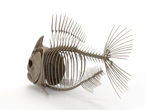 Piranha fish skeleton 3D Model