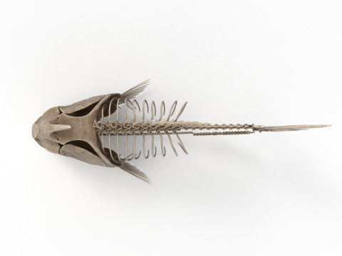 Piranha fish skeleton 3D-Modell