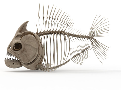 Piranha fish skeleton 3D-Modell