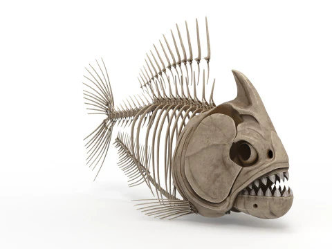 Piranha fish skeleton 3D Model