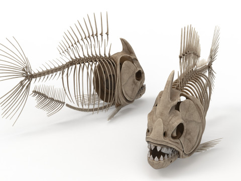 Piranha fish skeleton 3D-Modell