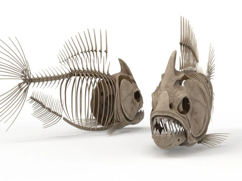 Piranha fish skeleton 3D Model