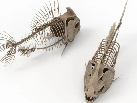 Piranha fish skeleton 3D Model