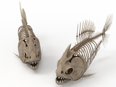 Piranha fish skeleton 3D-Modell