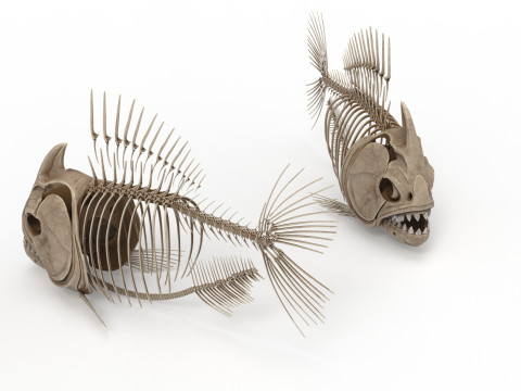 Piranha fish skeleton 3D-Modell