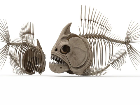 Piranha fish skeleton 3D Model