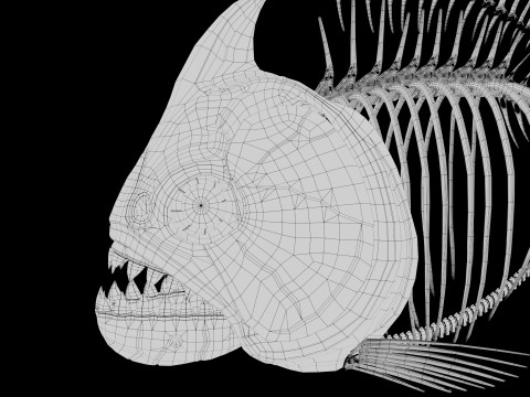 Piranha fish skeleton 3D-Modell