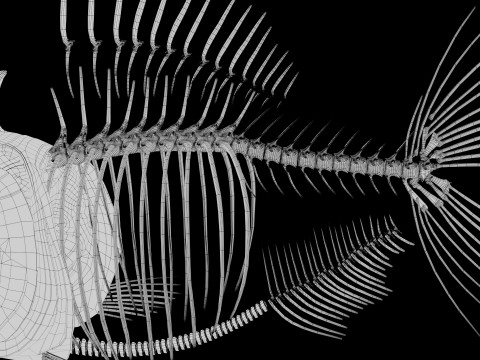 Piranha fish skeleton 3D-Modell