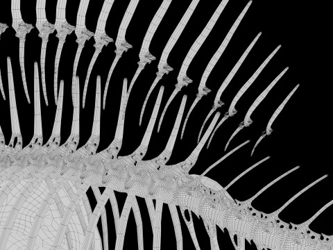 Piranha fish skeleton 3D-Modell