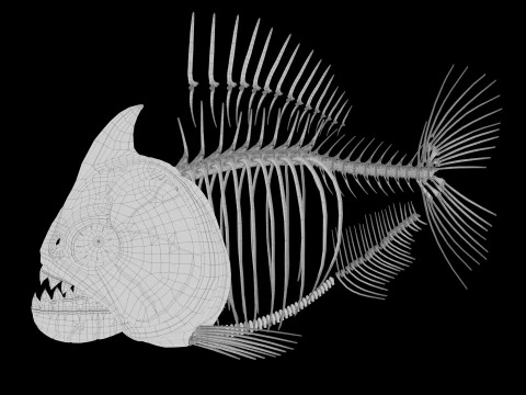 Piranha fish skeleton 3D Model