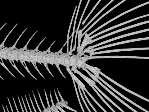 Piranha fish skeleton 3D Model