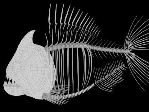 Piranha fish skeleton 3D-Modell