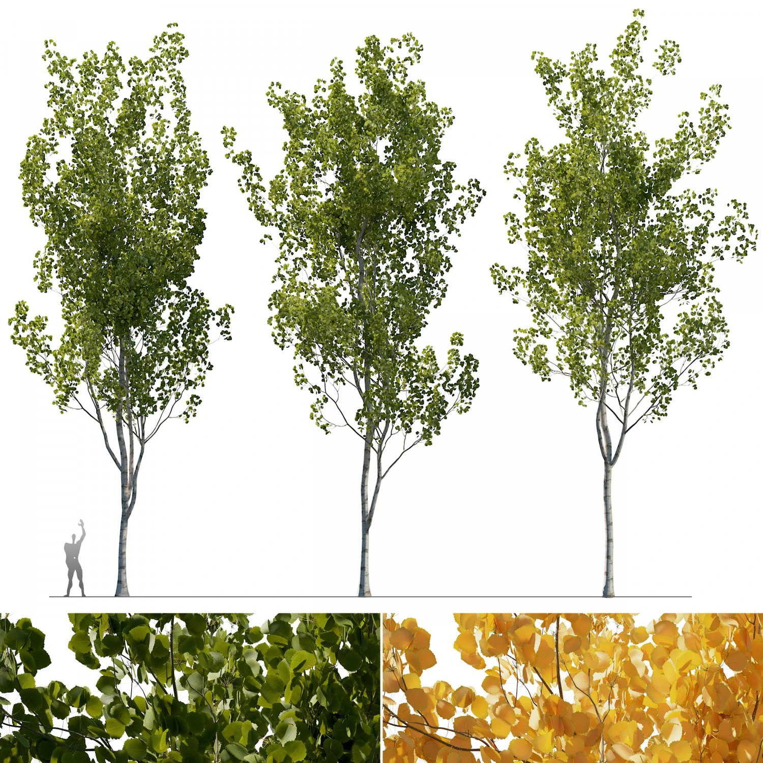 Aspen trees 3 Models and 2 Materials 3D Model .c4d .max .obj .3ds .fbx .stl .blend 