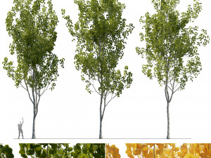 Aspen trees 3 Models and 2 Materials 3Dモデル