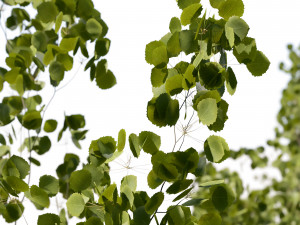 Aspen trees 3 Models and 2 Materials 3D मॉडल