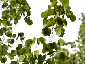 Aspen trees 3 Models and 2 Materials 3D Model