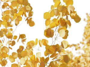 Aspen trees 3 Models and 2 Materials 3D मॉडल
