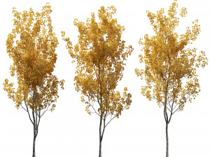 Aspen trees 3 Models and 2 Materials 3D मॉडल