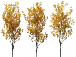 Aspen trees 3 Models and 2 Materials 3D Model