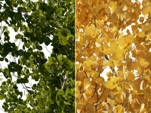 Aspen trees 3 Models and 2 Materials 3D मॉडल