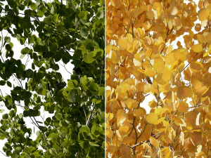 Aspen trees 3 Models and 2 Materials 3D Model