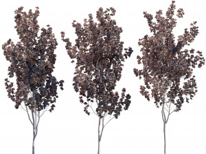 Aspen trees 3 Models and 2 Materials 3D मॉडल