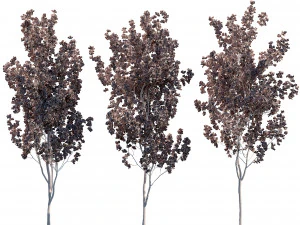 Aspen trees 3 Models and 2 Materials 3D Model