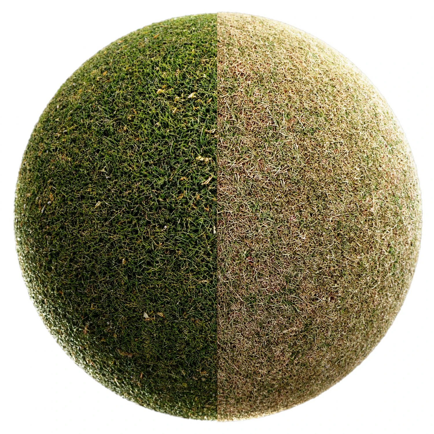 Scanned Grass Materials 2 Materials CG Textures .c4d .max .obj .3ds .fbx .stl .blend 