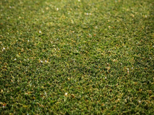Scanned Grass Materials 2 Materials CG 纹理