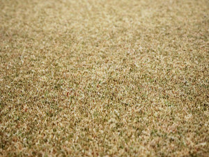 Scanned Grass Materials 2 Materials CG 纹理