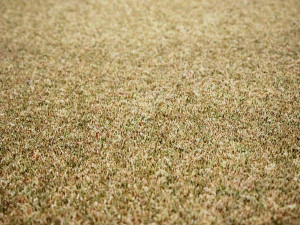 Scanned Grass Materials 2 Materials CG Textures