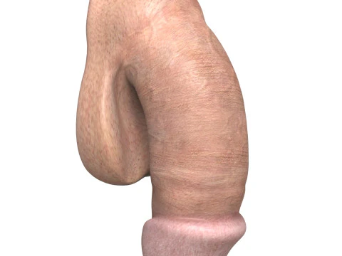 Young Man Penis 01 3D Model