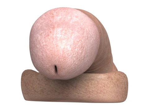 Young Man Penis 01 3D Model
