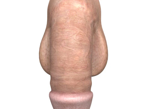 Young Man Penis 01 3D Model