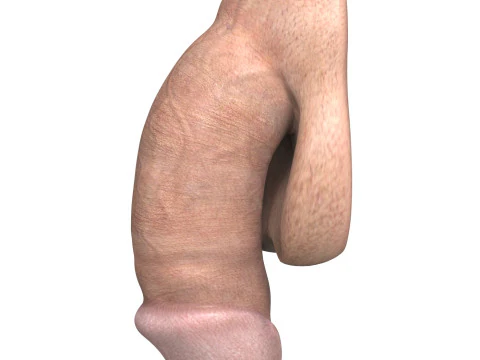 Young Man Penis 01 3D Model
