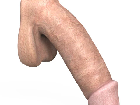 Young Man Penis 02 3D Model