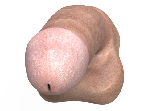 Young Man Penis 02 3D Model
