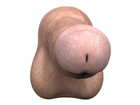Young Man Penis 03 Modello 3D