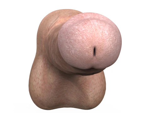 Young Man Penis 04 3D Model