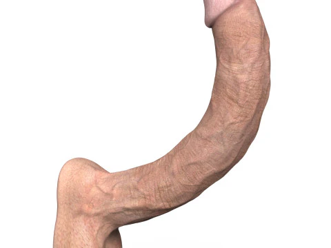 Young Man Penis 06 3D Model