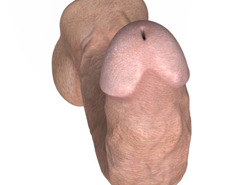 Young Man Penis 06 3D 모델