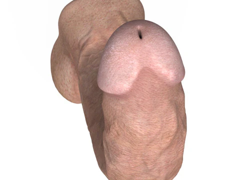 Young Man Penis 06 3D Model