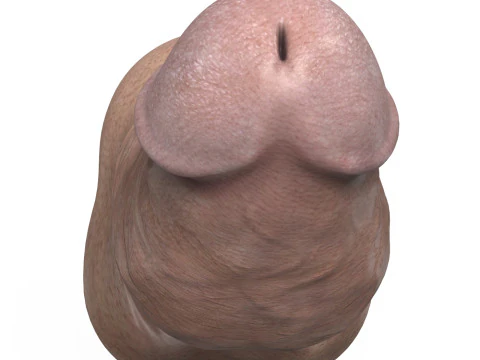 3D Printable Small Erect Penis 3D Model
