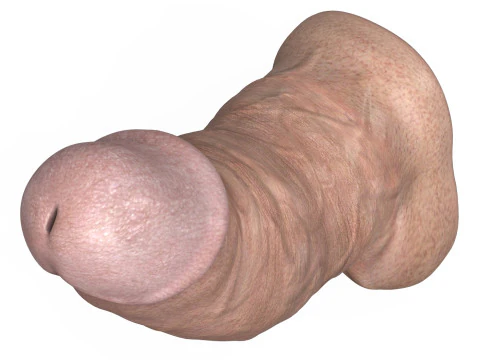 3D Printable Small Erect Penis 3D Model