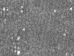 3d texture black rough CG Textures