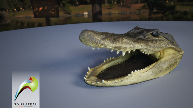 0001-07 alligator 3Dモデル .c4d .max .obj .3ds .fbx .stl .blend 